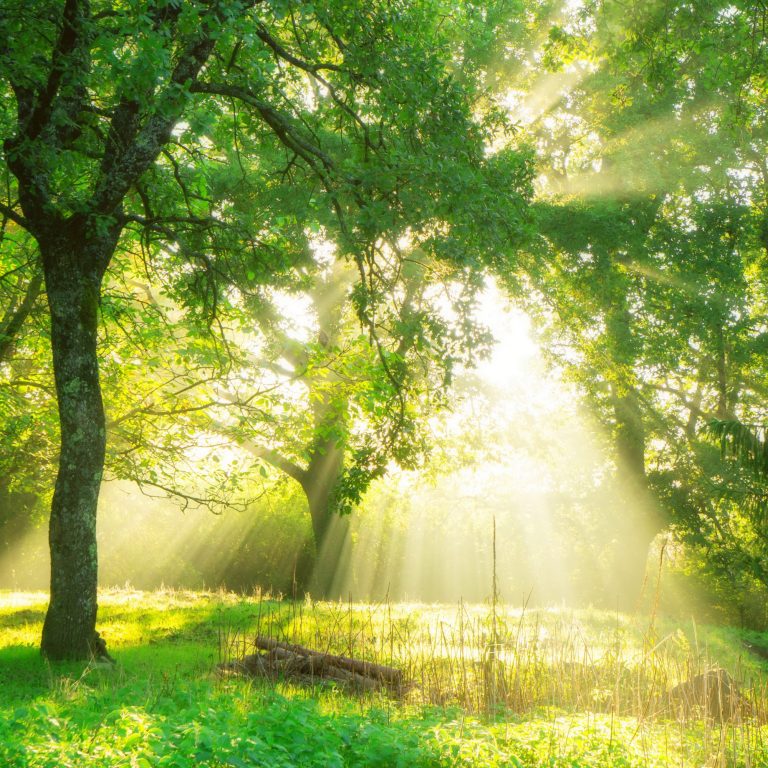 green forest